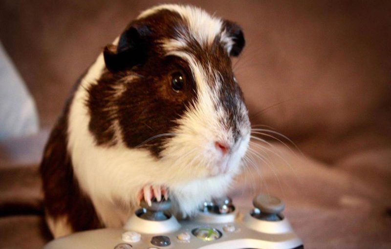 Guinea Pig Playing Video Games e1475748540473