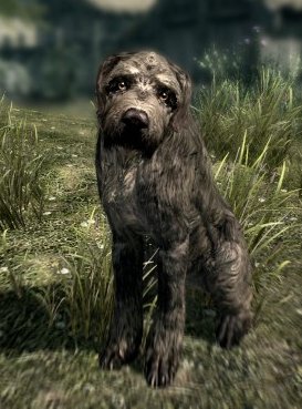 where do i find the talking dog in skyrim