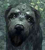 where do i find the talking dog in skyrim