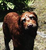 where can you find a stray dog in skyrim