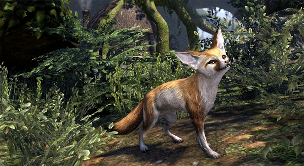 Fennec Fox Pet