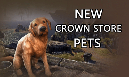 new crown store pets
