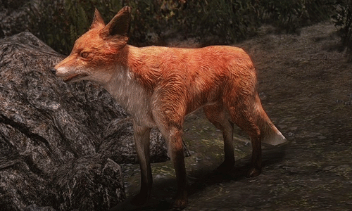 skyrim foxes
