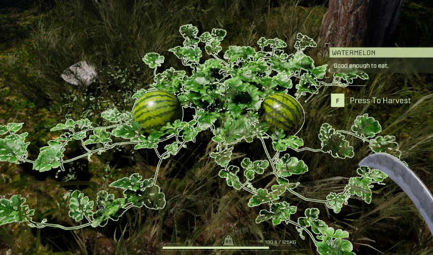 watermelon icarus plant image