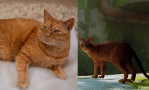 stray cat comparison