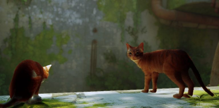 Meet the Real Life Cats Behind Stray's Hero - EIP Gaming