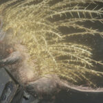 elden ring shadow of the erdtree golden hippopotamus boss featured image